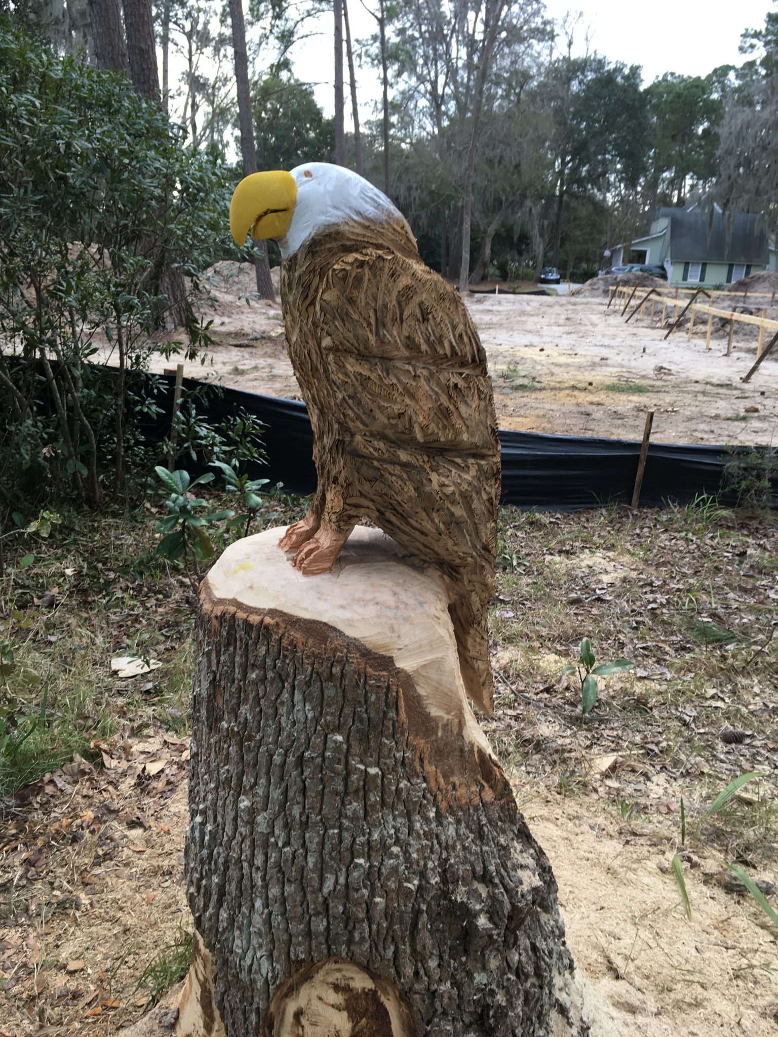 Eagle on stump