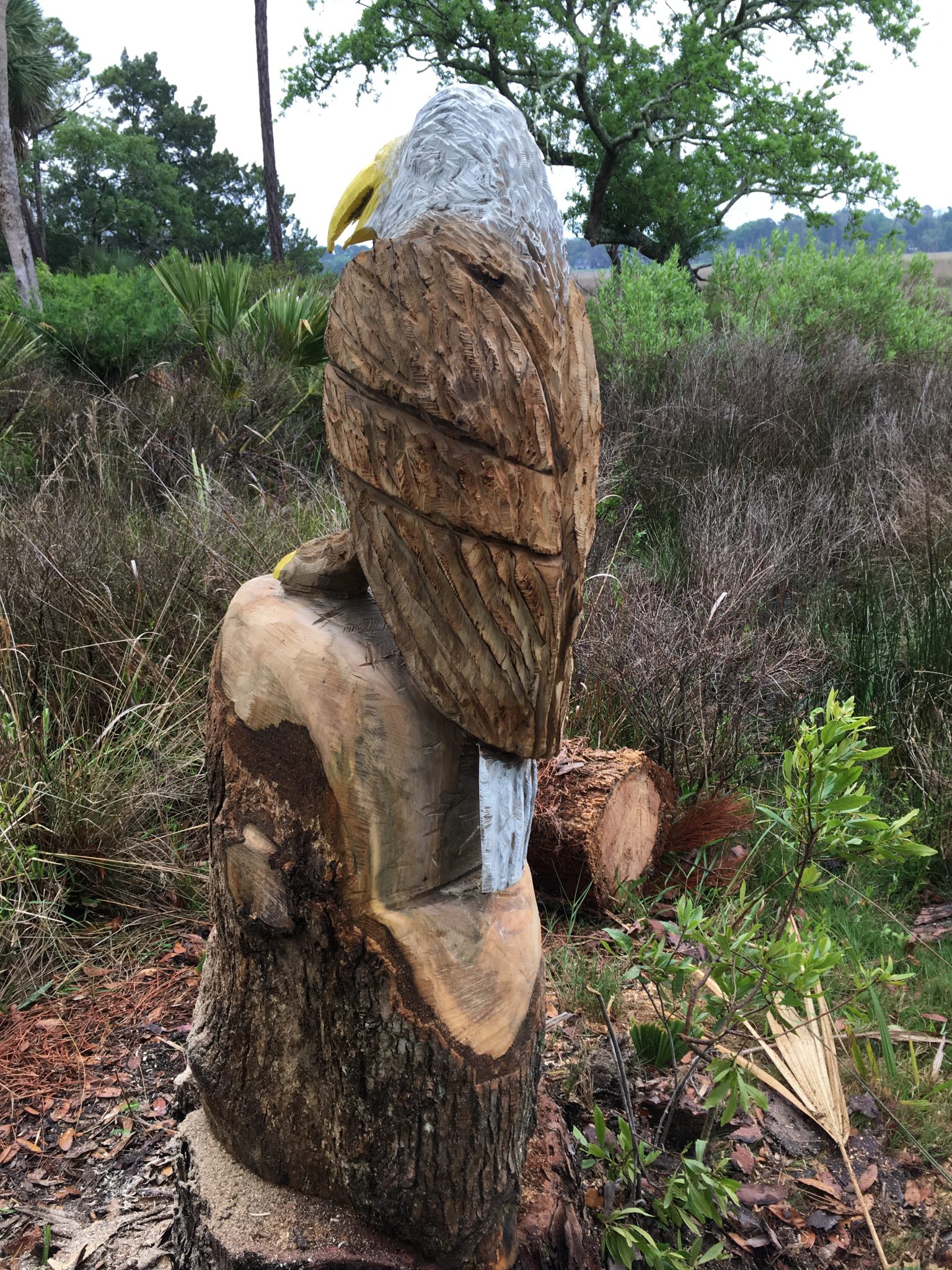 Eagle from stump in my yard.